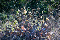 Acourtia wislizeni (Acourtia wislizeni)