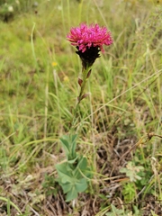Acourtia wislizeni (Acourtia wislizeni)