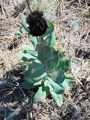 Acourtia wislizeni (Acourtia wislizeni)