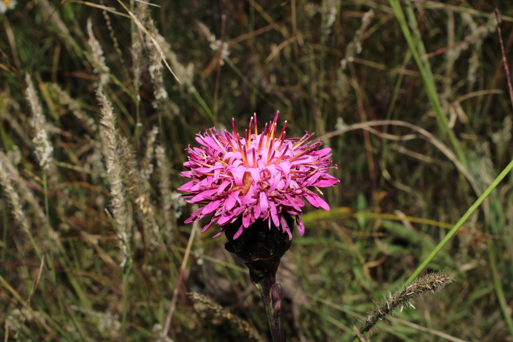 Acourtia wislizeni (Acourtia wislizeni)