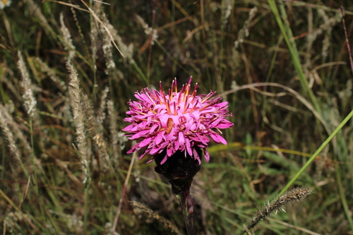 Acourtia wislizeni (Acourtia wislizeni)