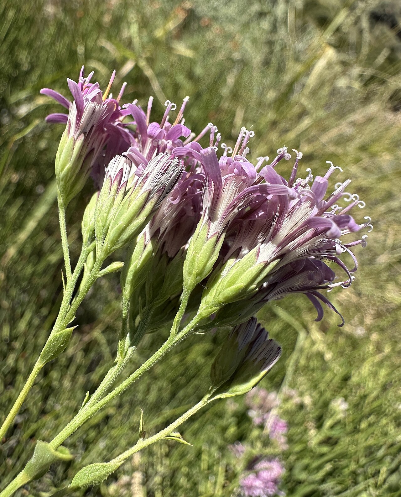 Brownfoot: Brownfoot ( Acourtia wrightii ) in the United States