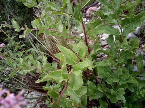 Brownfoot (Acourtia wrightii)