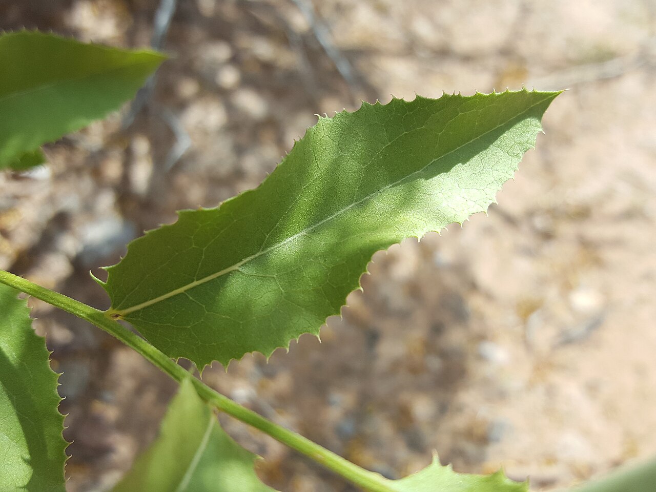Brownfoot: Brownfoot ( Acourtia wrightii ) in the United States