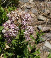 Brownfoot (Acourtia wrightii)