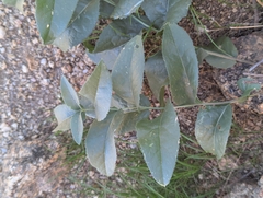 Brownfoot (Acourtia wrightii)