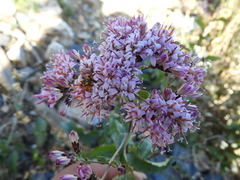 Brownfoot (Acourtia wrightii)