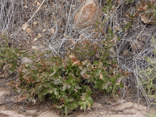 Brownfoot (Acourtia wrightii)