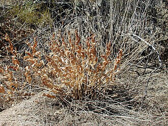 Brownfoot: Acourtia wrightii above ground portions die off during dormancy turning characteristic yellow-brown color. Organ Pipe Cactus National Monument, Arizona, USA.