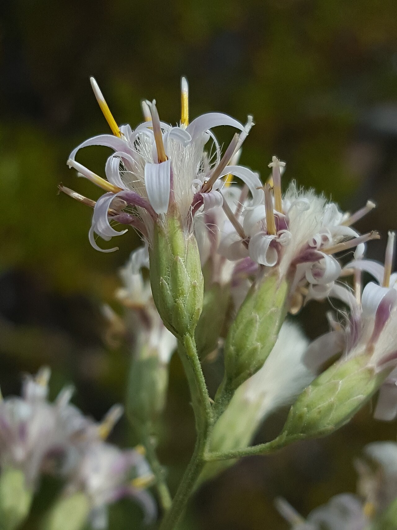 Brownfoot: Brownfoot ( Acourtia wrightii ) in the United States