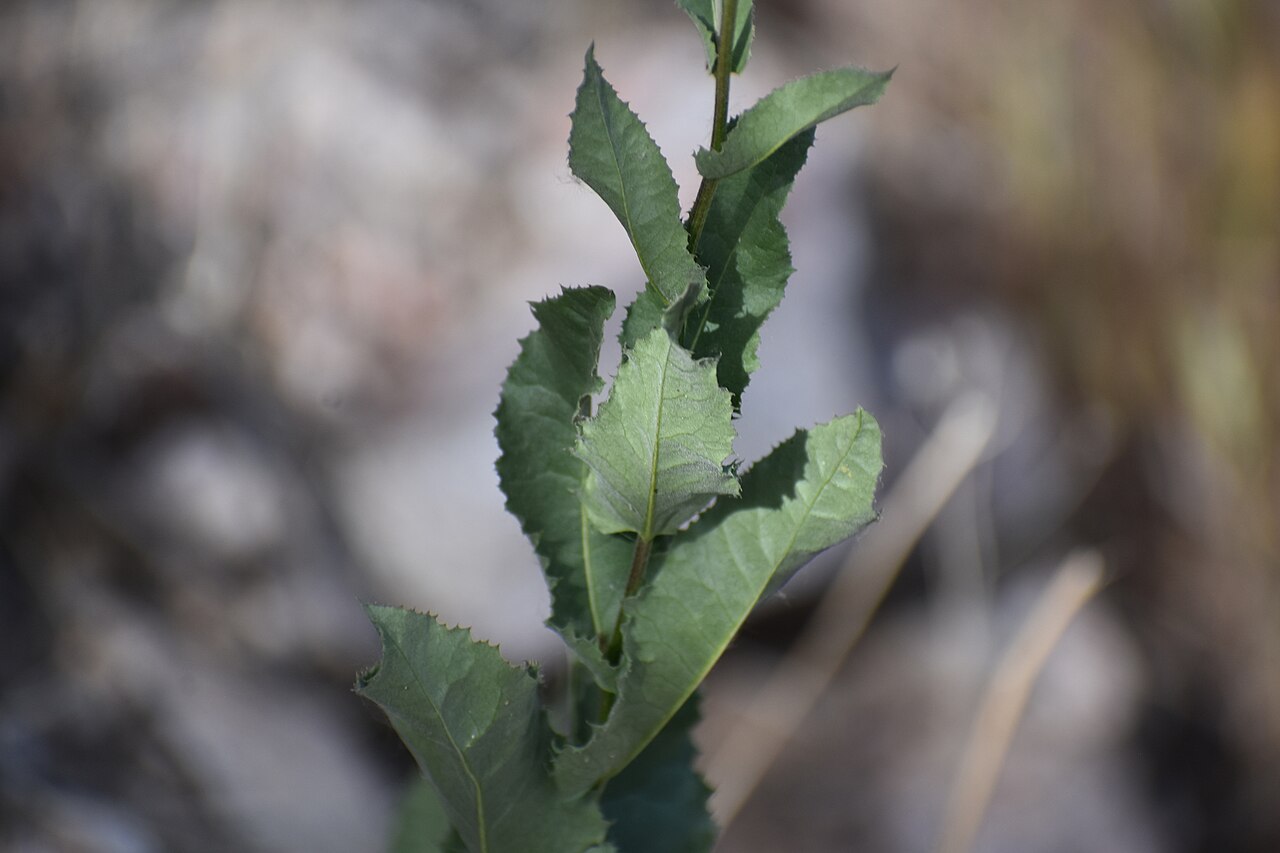Brownfoot: Brownfoot ( Acourtia wrightii ) in the United States