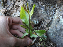 Brownfoot (Acourtia wrightii)
