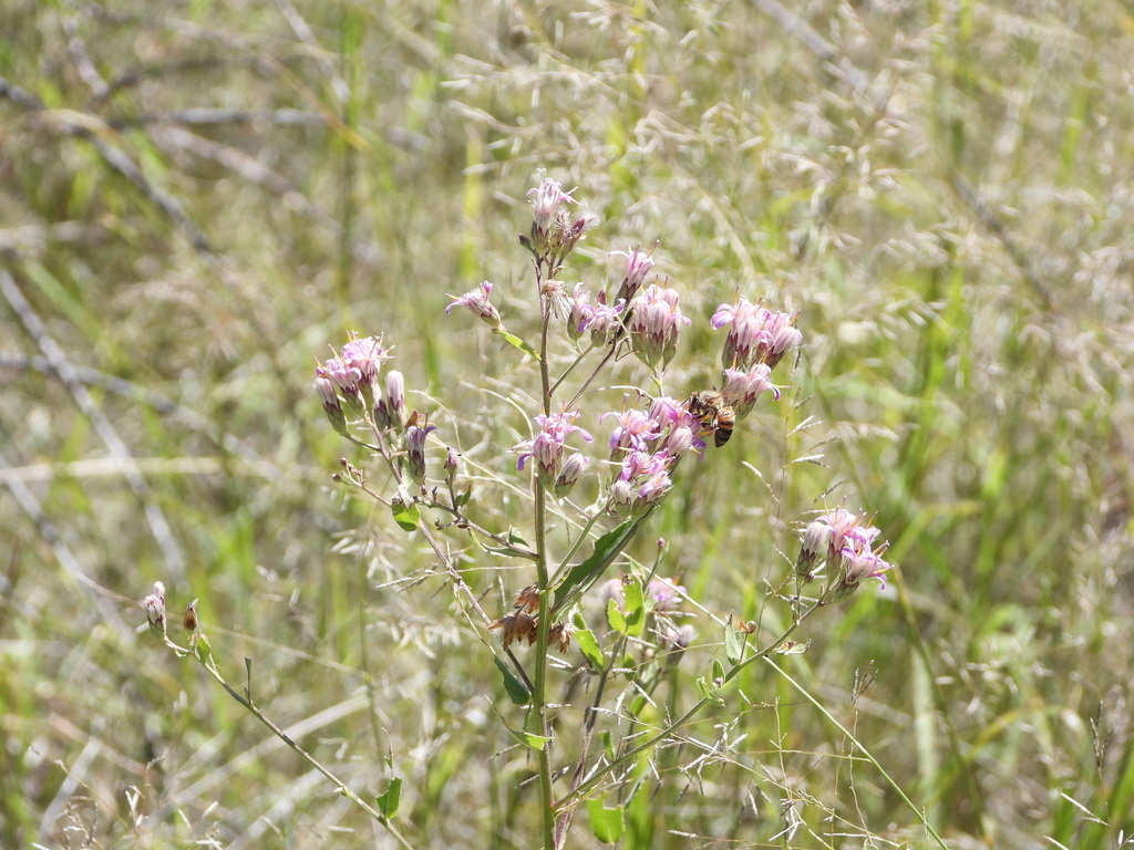 Brownfoot (Acourtia wrightii)
