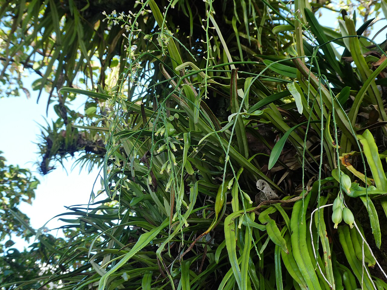 Pale chandelier orchid: Acriopsis emarginata flowering and fruiting in Cairns , Queensland, October 2024