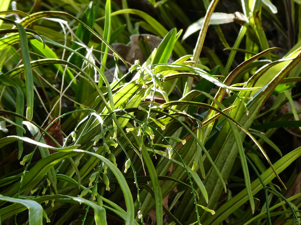 Pale chandelier orchid: Acriopsis emarginata