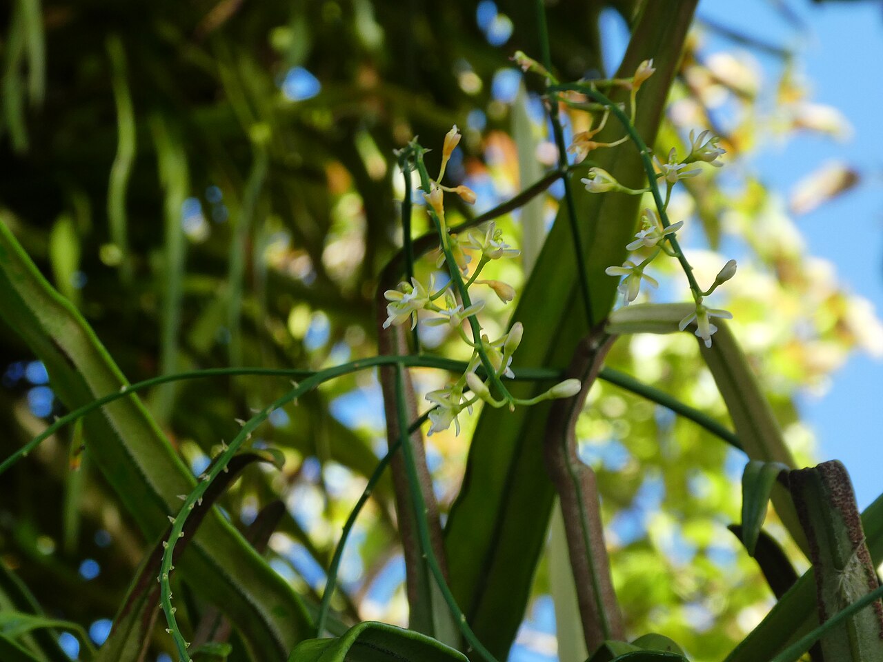 Pale chandelier orchid: Acriopsis emarginata flowering and fruiting in Cairns , Queensland, October 2024