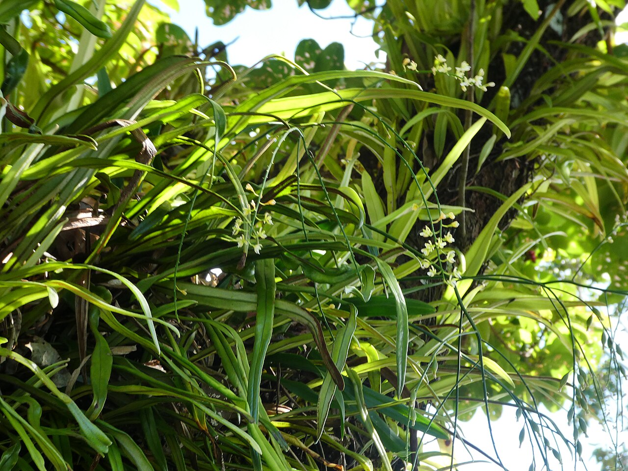 Pale chandelier orchid: Acriopsis emarginata