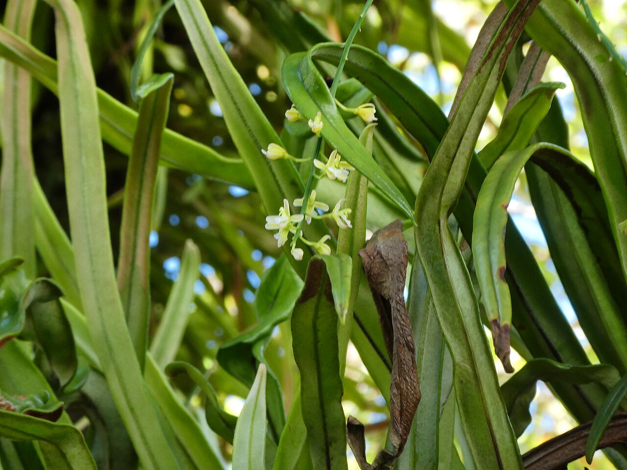 Pale chandelier orchid: Acriopsis emarginata flowering and fruiting in Cairns , Queensland, October 2024