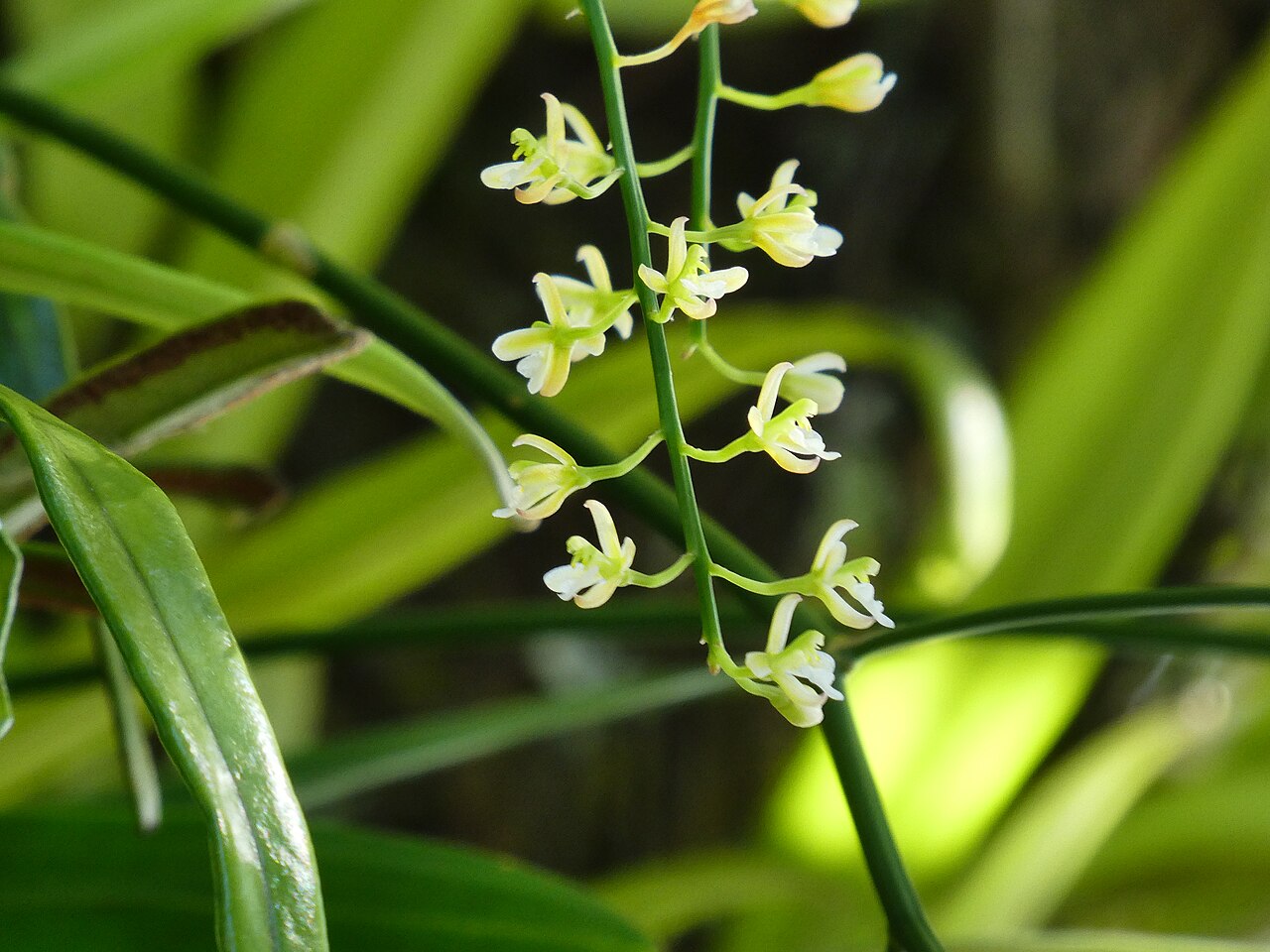 Pale chandelier orchid: Acriopsis emarginata