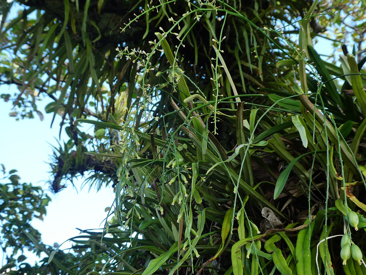 Pale chandelier orchid: Acriopsis emarginata flowering and fruiting in Cairns , Queensland, October 2024