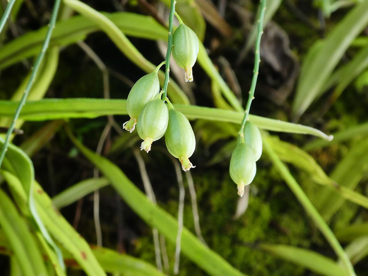 Pale chandelier orchid: Acriopsis emarginata flowering and fruiting in Cairns , Queensland, October 2024