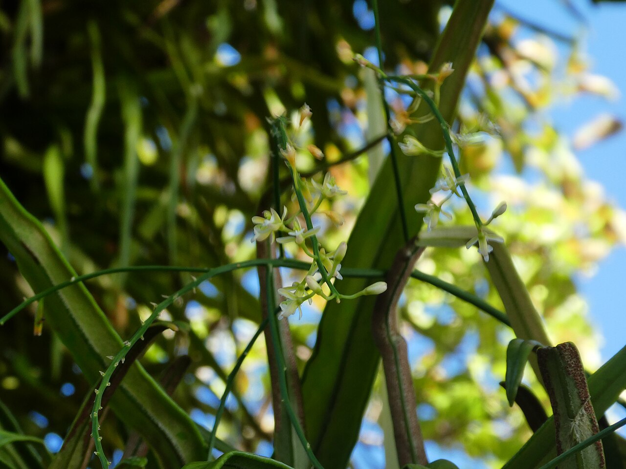 Pale chandelier orchid: Acriopsis emarginata flowering and fruiting in Cairns , Queensland, October 2024