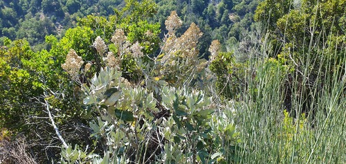Acrisione denticulata (Acrisione denticulata)