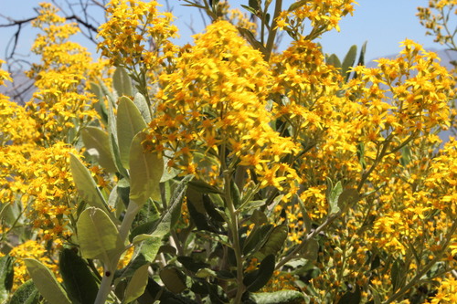 Acrisione denticulata (Acrisione denticulata)