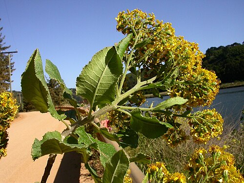 Acrisione denticulata: Acrisione denticulata