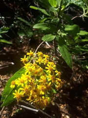 Acrisione denticulata (Acrisione denticulata)