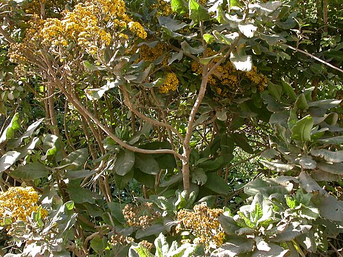 Acrisione denticulata: Acrisione denticulata