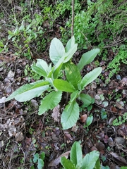 Acrisione denticulata (Acrisione denticulata)