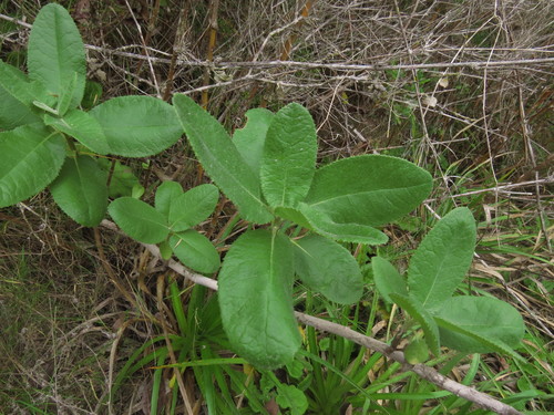 Acrisione denticulata (Acrisione denticulata)