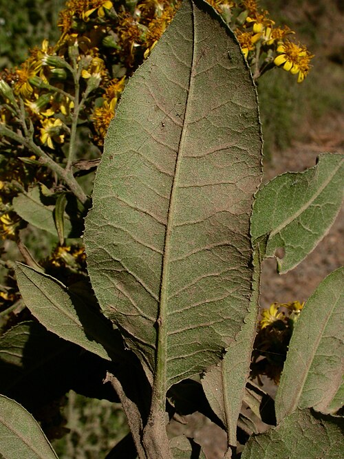 Acrisione denticulata: Acrisione denticulata
