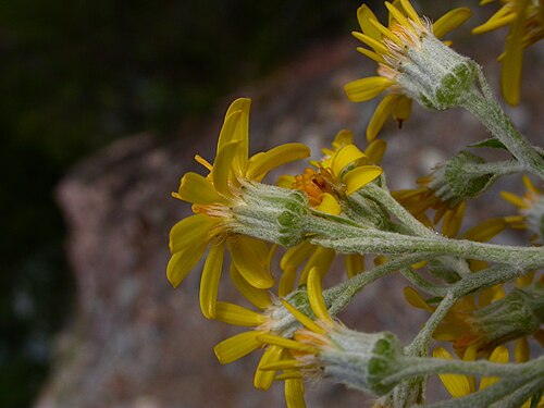 Acrisione denticulata: Acrisione denticulata