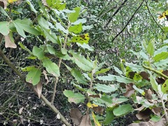 Acrisione denticulata (Acrisione denticulata)
