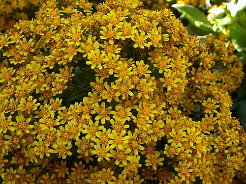 Acrisione denticulata: Acrisione denticulata