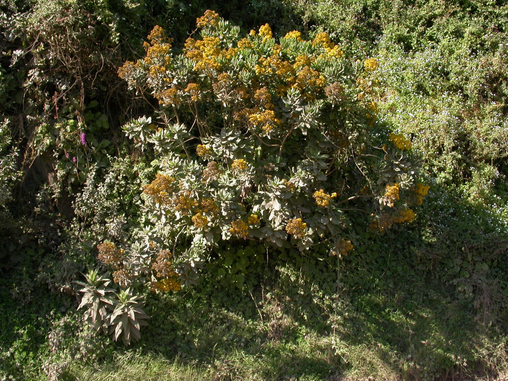 Acrisione denticulata: Acrisione denticulata