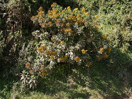 Acrisione denticulata: Acrisione denticulata