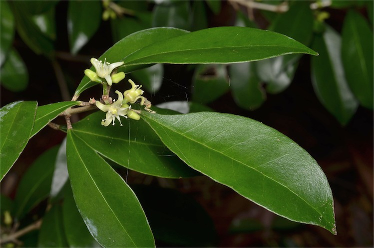 Acronychia parviflora: Acronychia parviflora in the Australian National Botanic Gardens, Canberra