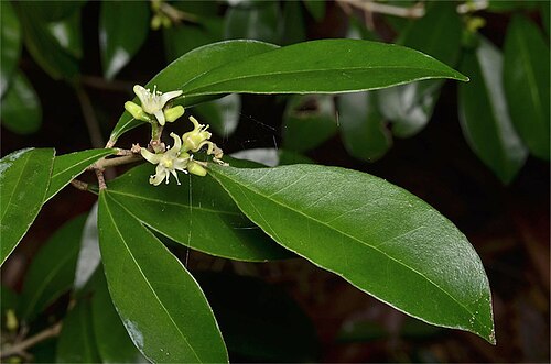Acronychia parviflora: Acronychia parviflora in the Australian National Botanic Gardens, Canberra