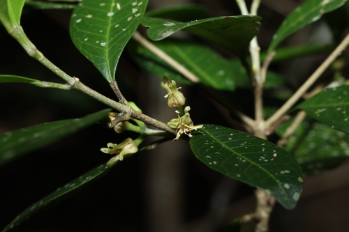 Acronychia pauciflora (Acronychia pauciflora)