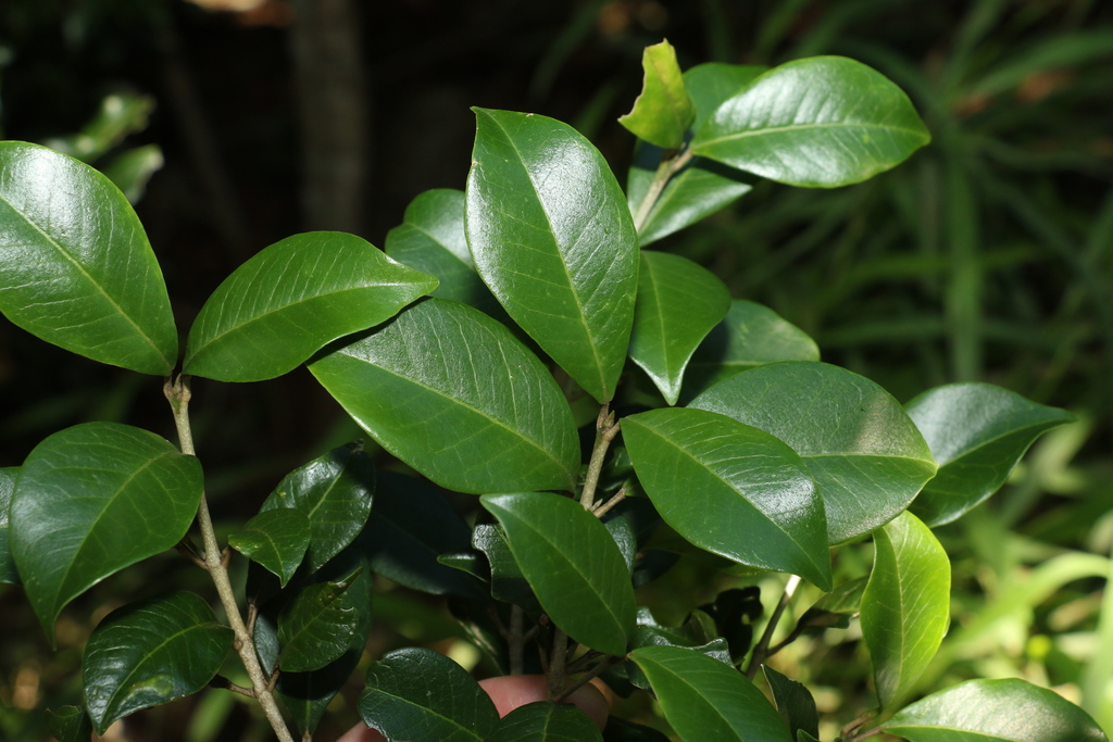 Acronychia pauciflora (Acronychia pauciflora)
