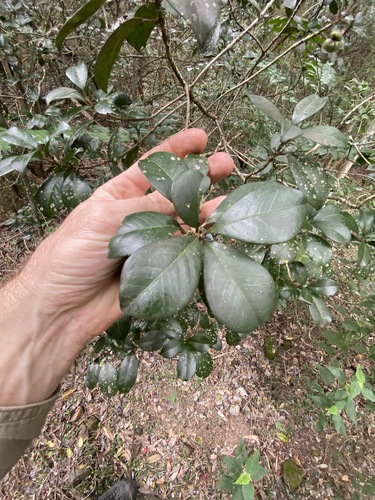 Acronychia pauciflora (Acronychia pauciflora)