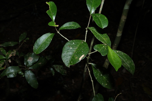 Acronychia pauciflora (Acronychia pauciflora)