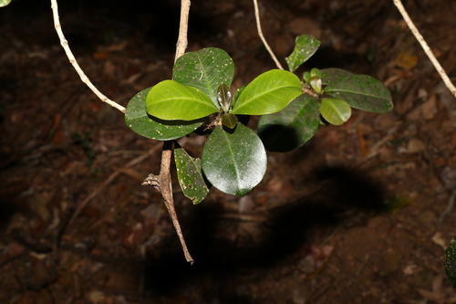Acronychia pauciflora (Acronychia pauciflora)