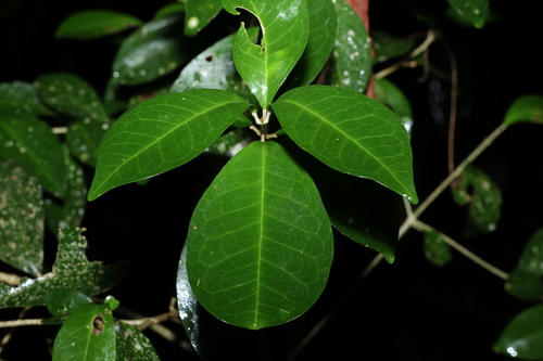 Acronychia pauciflora (Acronychia pauciflora)
