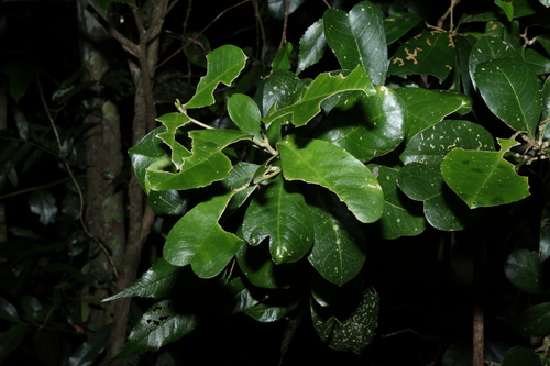 Acronychia pauciflora (Acronychia pauciflora)