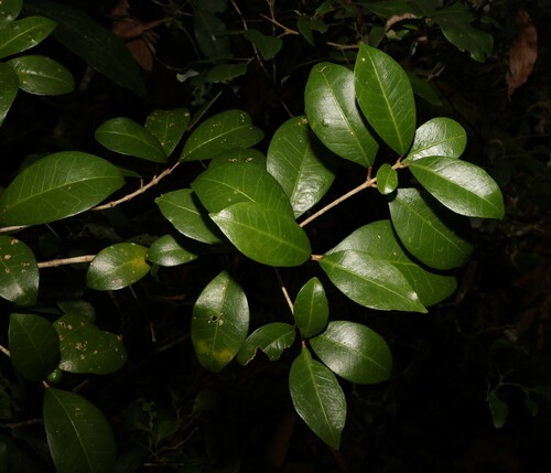 Acronychia pauciflora (Acronychia pauciflora)