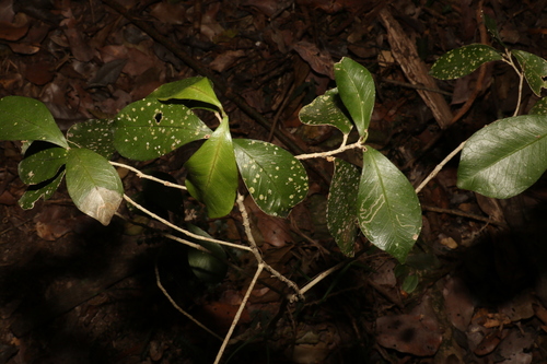 Acronychia pauciflora (Acronychia pauciflora)